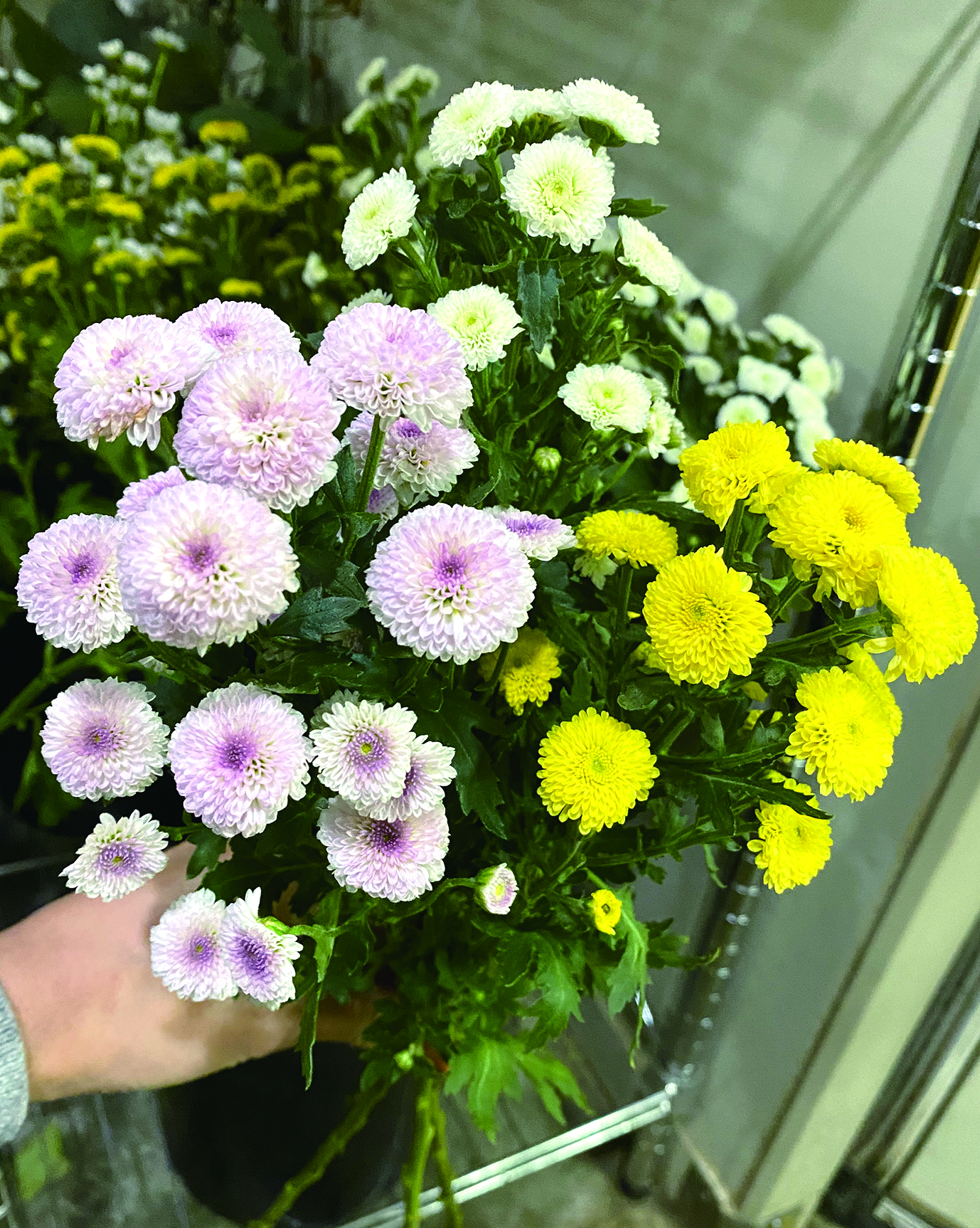 スーパーにお花を納品するイナムーに密着ーその１ー