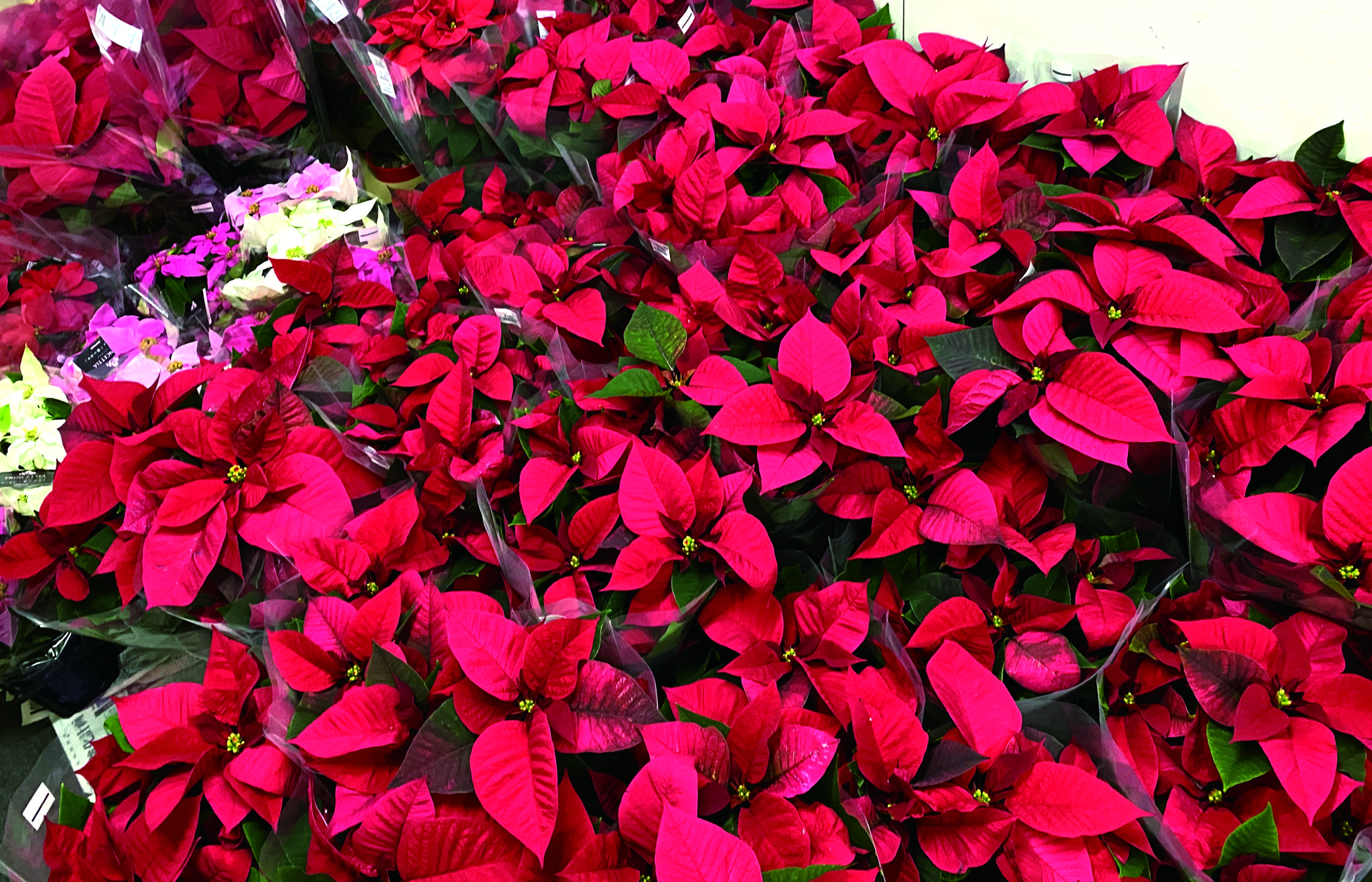 ポインセチアがいっぱい